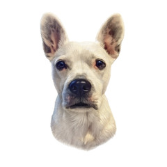 Argentine Dogo. Cute head of a white puppy isolated on white background. Drawing in realistic style. Portrait dog, hand drawing illustration. Animal collection: Dogs. Good for print on pillow, T shirt