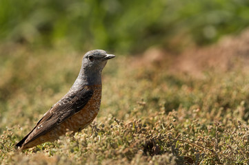Closeup of Rufous-tailed rock thrush, Bahrain 