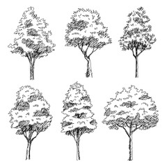Set of hand drawn architect trees. Sketch Architectural illustration landscape