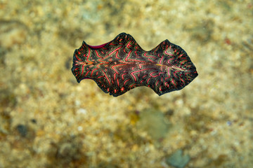 Bedford's flatworm, Pseudobiceros bedfordi, is a species of flatworm in the family Pseudocerotidae