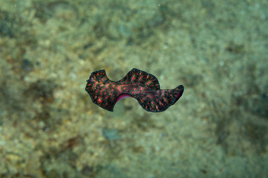 Bedford's flatworm, Pseudobiceros bedfordi, is a species of flatworm in the family Pseudocerotidae
