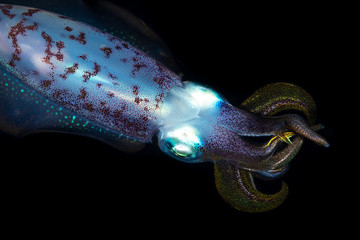 Bigfin reef squid, Sepioteuthis lessoniana during night dive