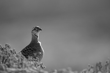Closeup of Grey francolin at Hamala, Bahrain 