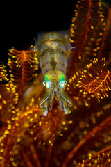 Bigfin reef squid, Sepioteuthis lessoniana during night dive