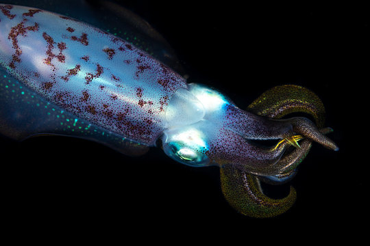 Bigfin reef squid, Sepioteuthis lessoniana during night dive