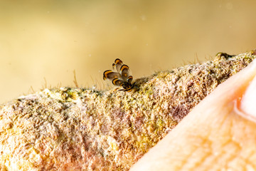 Black Linded Sapsucking Slug , Cyerce nigra