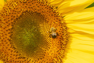 bee on sunflower