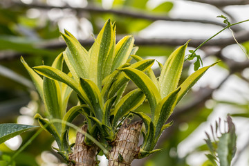 The peak leaves, of green leaf, background