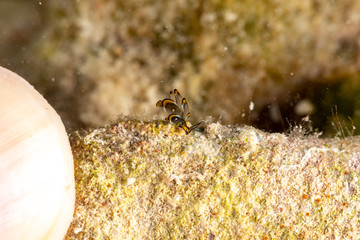 Black Linded Sapsucking Slug , Cyerce nigra