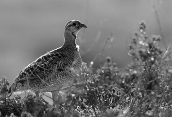 Closeup of Grey francolin at Hamala, Bahrain 