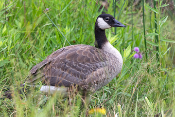 Canadian goose in the grass.