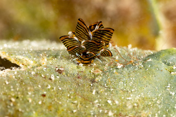 Black Linded Sapsucking Slug , Cyerce nigra