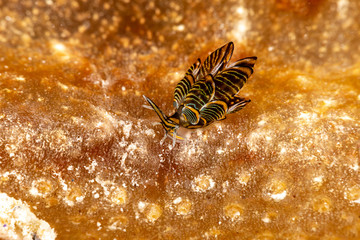 Black Linded Sapsucking Slug , Cyerce nigra