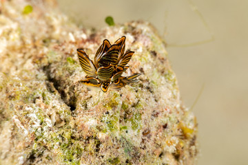 Black Linded Sapsucking Slug , Cyerce nigra