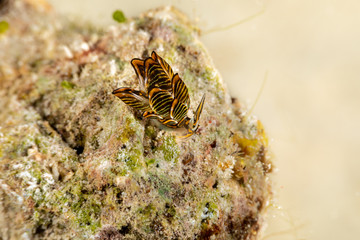 Black Linded Sapsucking Slug , Cyerce nigra
