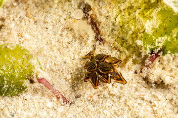 Black Linded Sapsucking Slug , Cyerce nigra