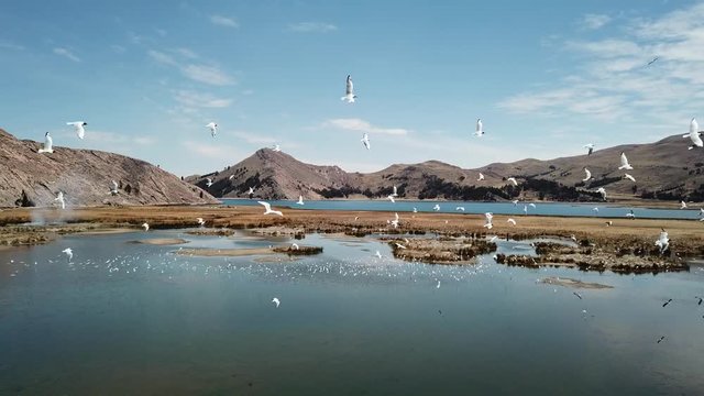Flying with thousands of birds over titicaca