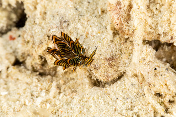 Black Linded Sapsucking Slug , Cyerce nigra