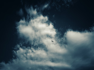 Obraz premium Seagull flying in a sky