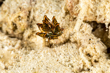 Black Linded Sapsucking Slug , Cyerce nigra