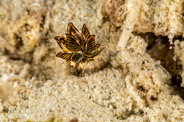 Black Linded Sapsucking Slug , Cyerce nigra