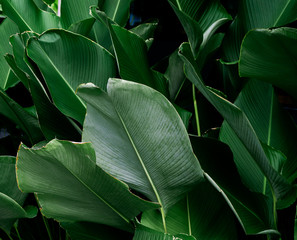 Dark green leaf texture background