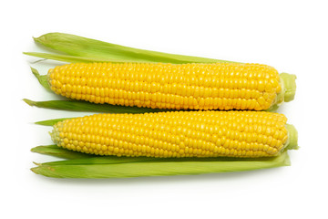two cobs of sweet yellow corn on a white background with green leaves