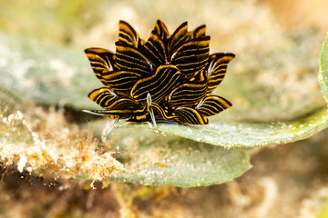 Black Linded Sapsucking Slug , Cyerce nigra