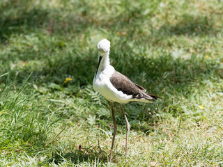 (Himantopus himantopus) Echasse blanche aux formes contrastées et élégantes dans le marais poitevin