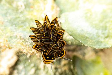Black Linded Sapsucking Slug , Cyerce nigra