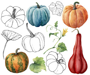 Watercolor set with gourds and leaves. Hand painted linear red, blue, orange and stripe pumpkins isolated on white background. Autumn festival. Botanical illustration for design, print or background.