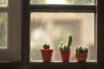 Three cactus pots put on close to window. The window made from wood and glass. 