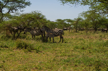Naklejka premium Grupo de cebras. Madre amamanta a cría.