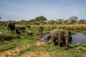 Naklejka na ściany i meble Grupo de elefantes cerca de agua refrescandose