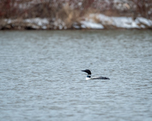 loon 3