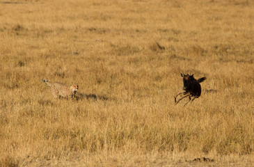 Fototapeta na wymiar Cheetah hunting a wildebeest