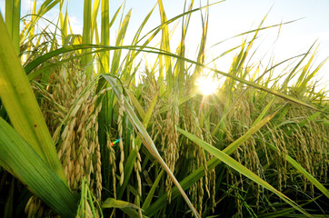 Close up of paddy or rice plant with selective focus