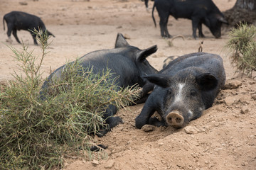 corse cochons sauvges