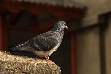 Colour Bird
