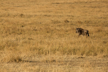 Obraz na płótnie Canvas Cheetah hunting a wildebeest at Masai Mara, Kenya
