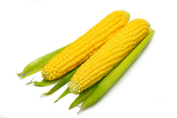 two cobs of sweet yellow corn on a white background with green leaves