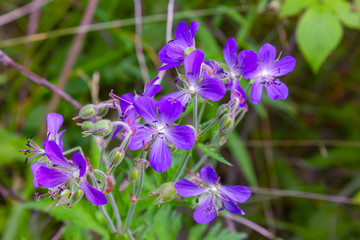 Wood cranesbill, woodland geranium, Geranium sylvaticum. Forest geranium.
