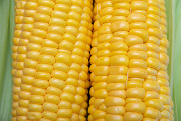 two cobs of sweet yellow corn with green leaves, closeup