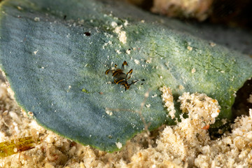 Black Linded Sapsucking Slug , Cyerce nigra