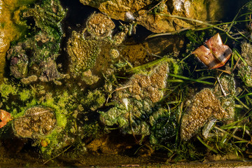 Gunk algae in water
