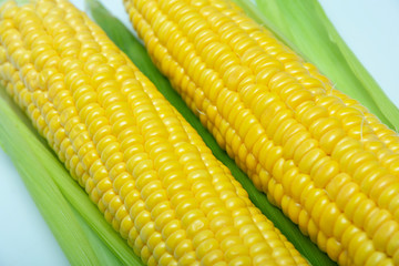 two cobs of sweet yellow corn with green leaves, closeup
