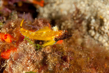Black-faced blenny, Tripterygion delaisi