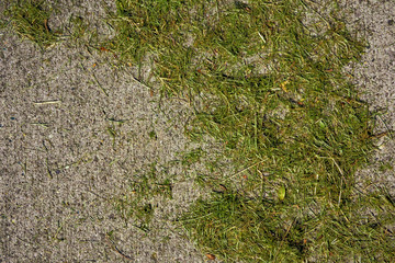 Grass clippings on sidewalk