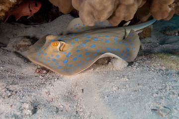 bluespotted stingray, Neotrygon kuhlii, Dasyatis kuhlii, also known as bluespotted maskray or Kuhl's stingray, is a species of stingray of the Dasyatidae family