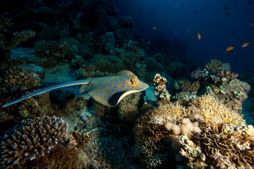 bluespotted stingray, Neotrygon kuhlii, Dasyatis kuhlii, also known as bluespotted maskray or Kuhl's stingray, is a species of stingray of the Dasyatidae family